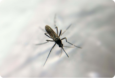 Heartworm Section Image